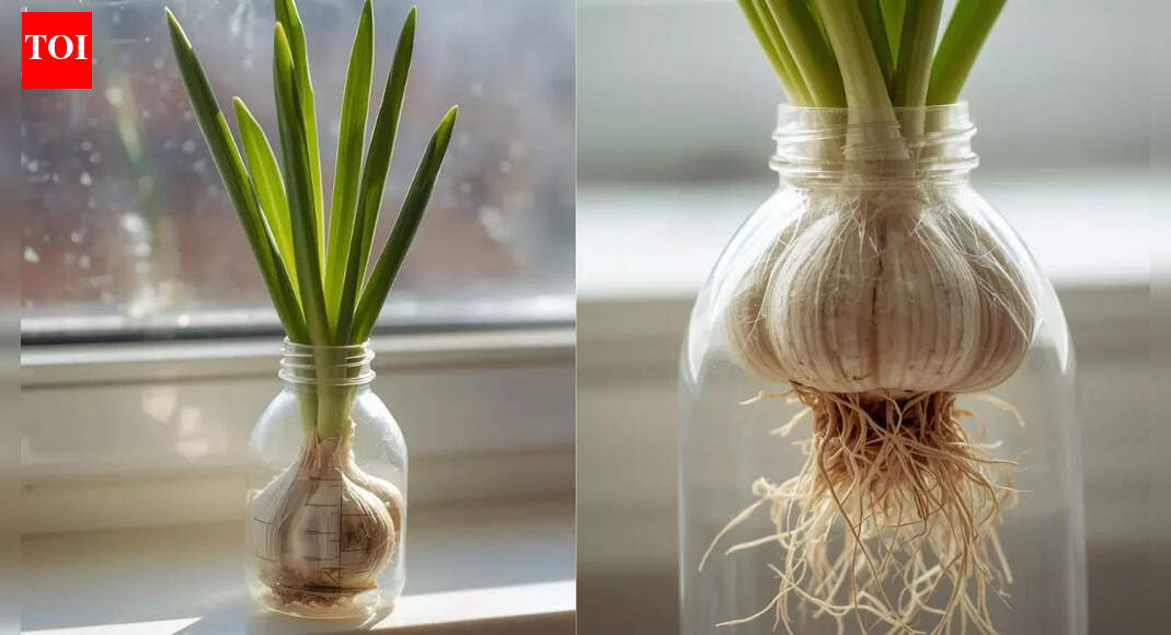 How​‍​‌‍​‍‌​‍​‌‍​‍‌ to grow garlic in plastic bottles at home with easy steps