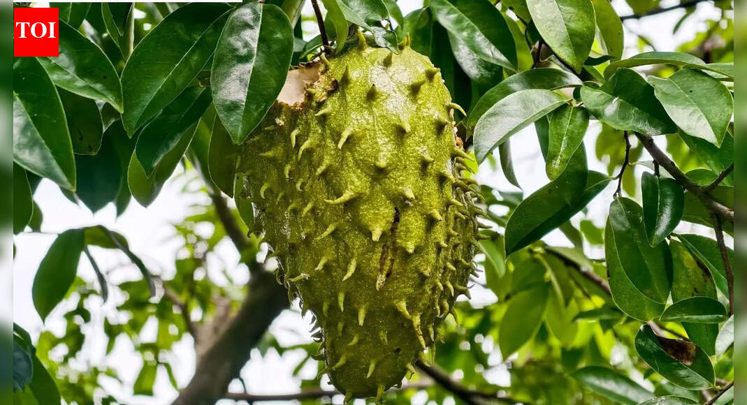 Soursop leaf compounds show potential against cervical cancer, study finds