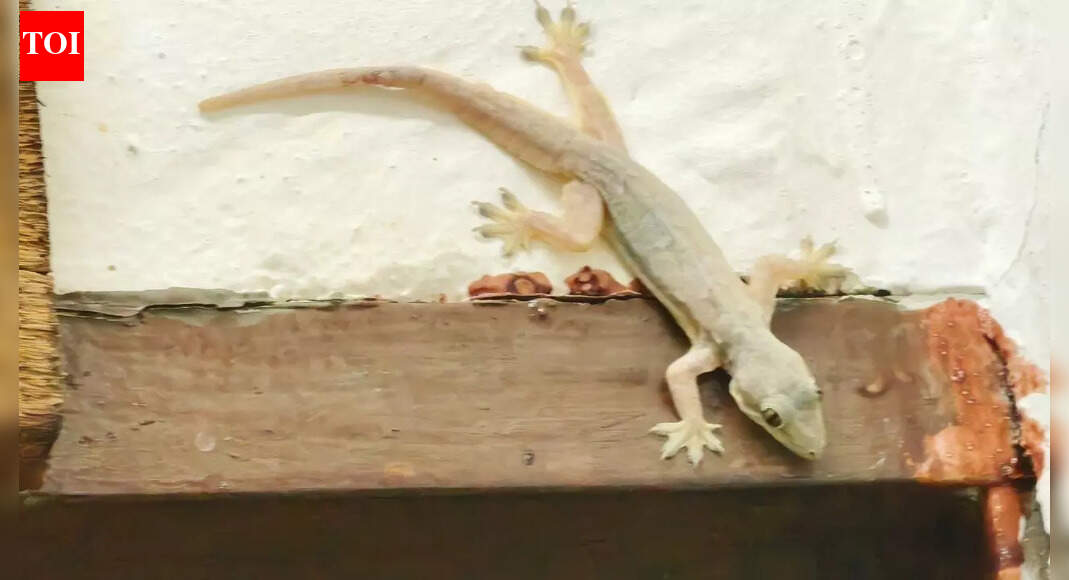 6 plants that will keep lizards away from your home naturally