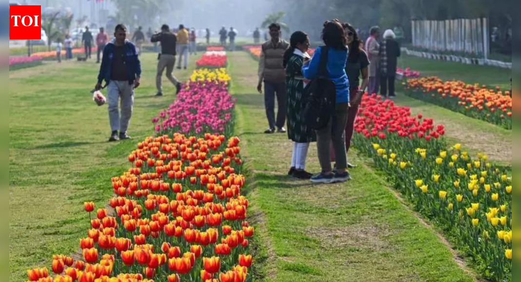 NDMC to plant 2.6 lakh tulips; religious sites, public spaces to be decorated