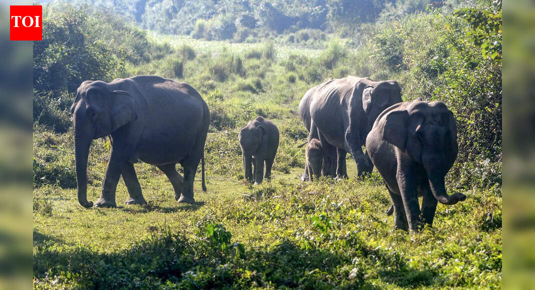 Elephant menace forces Central Coalfields Limited to halt night ops in Ramgarh coal mine