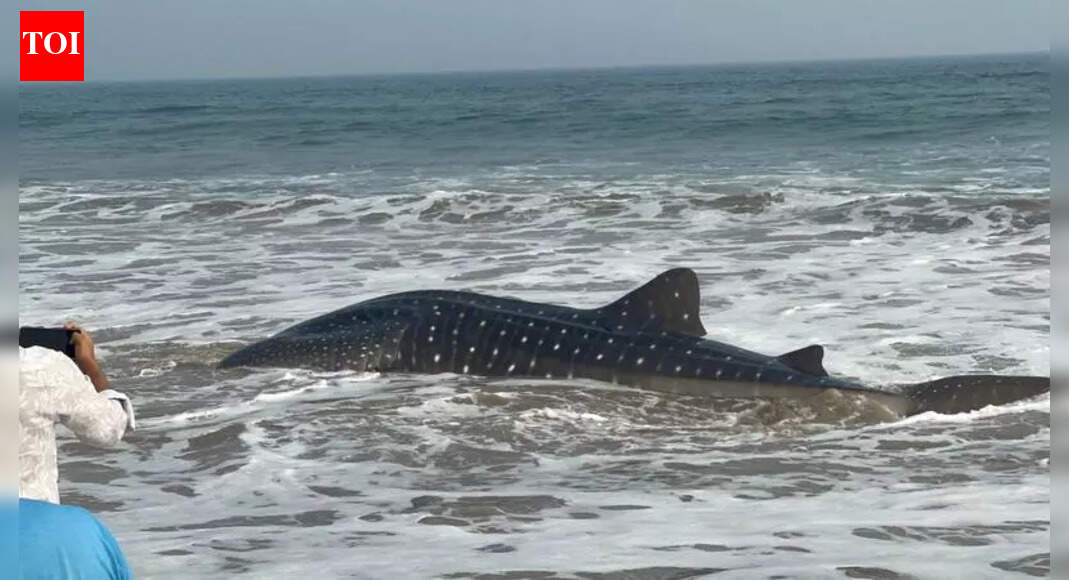 Whale gets entangled in fishing net, dies at Yarada beach in ...