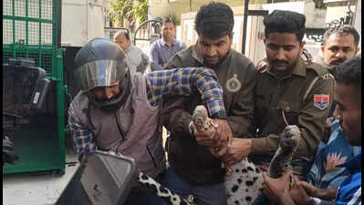 Leopard strays into Udaipur colony, captured after 8-hour operation