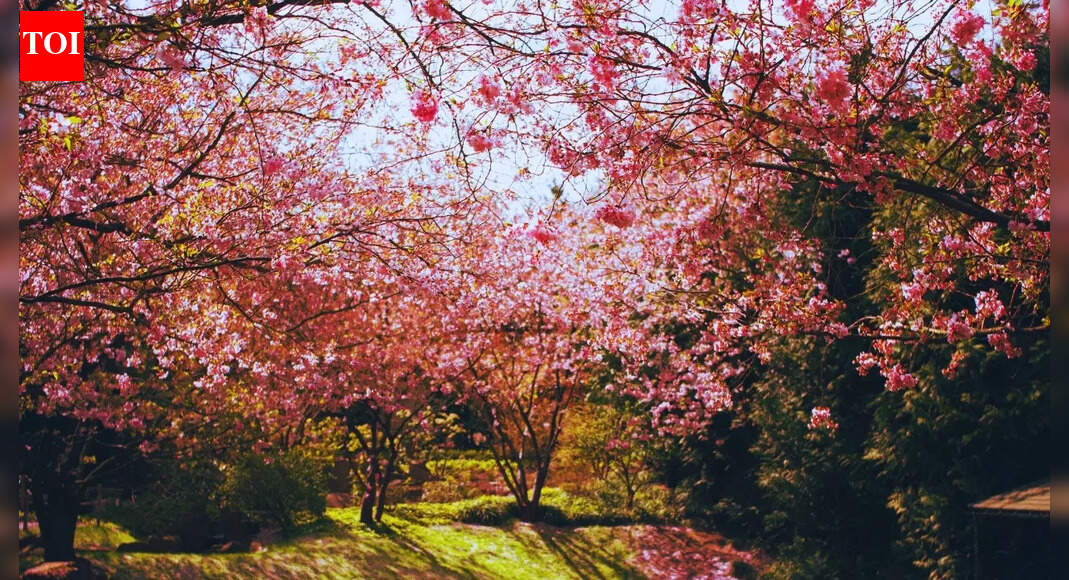 This is not Japan but an Indian state which is attracting tourists for its beautiful cherry blossoms