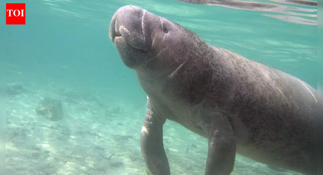 Newly discovered sea cow species resembles modern dugongs found near Qatar