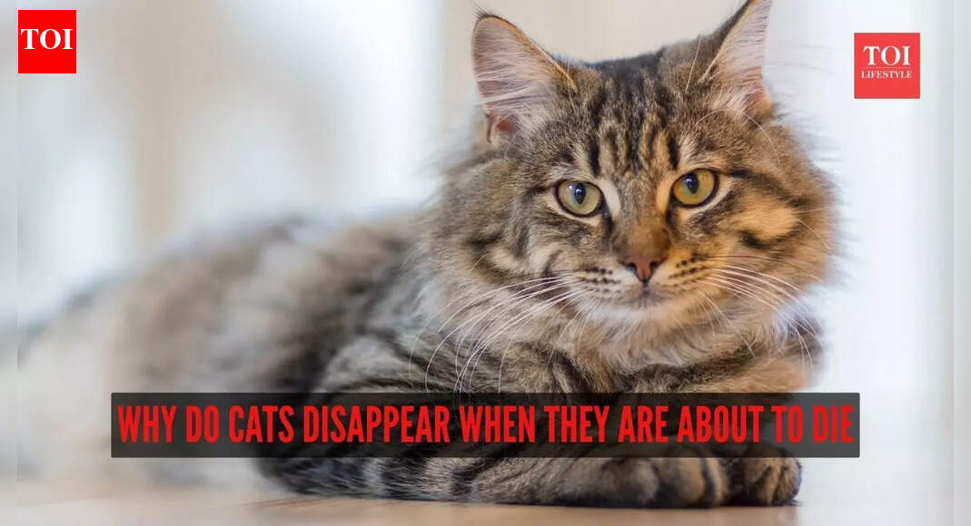 Why do cats disappear when they are about to die