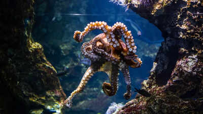 How does an octopus stay alive even when its heart stops