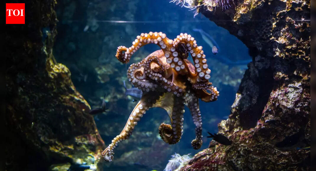 How does an octopus stay alive even when its heart stops