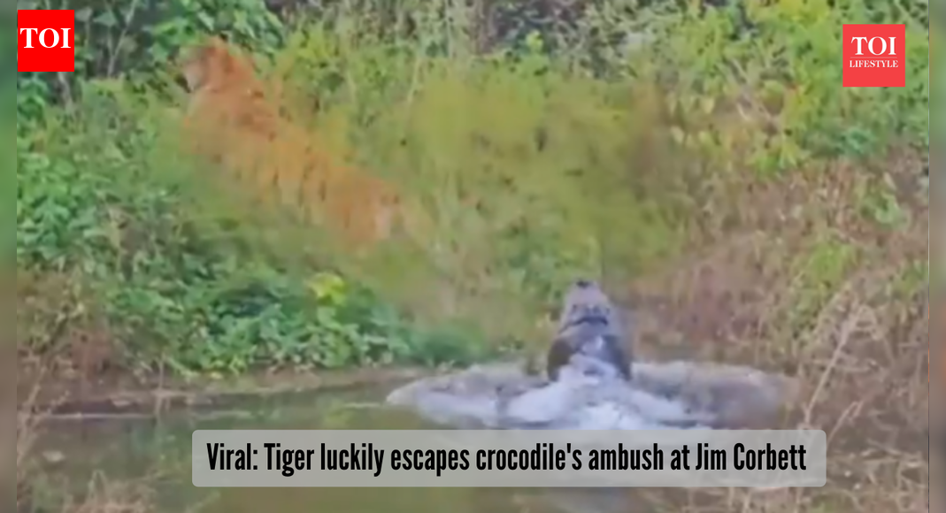 Viral: Seconds from death: Tiger’s narrow escape from crocodile at Jim Corbett
