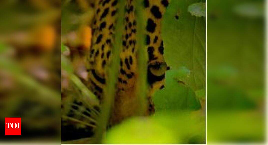 The Forest | Hindi Movie News - Times of India