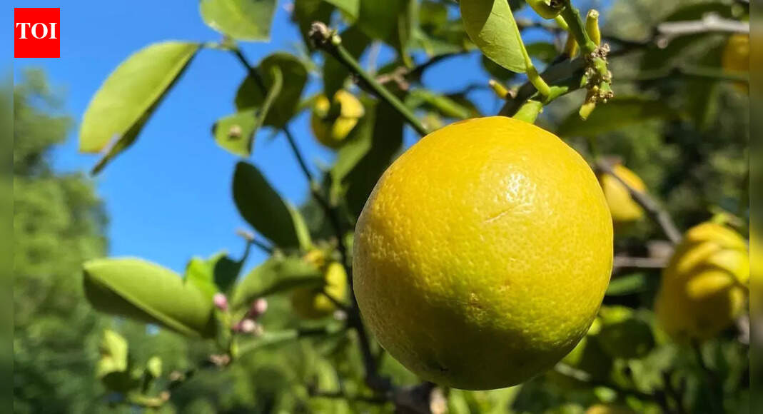 This variety of lemon is surprisingly easy to grow inside your home