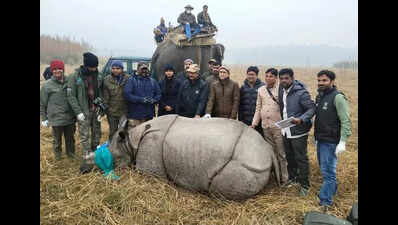 DTR starts removing radio collar from 4 rhinos, to get complete freedom