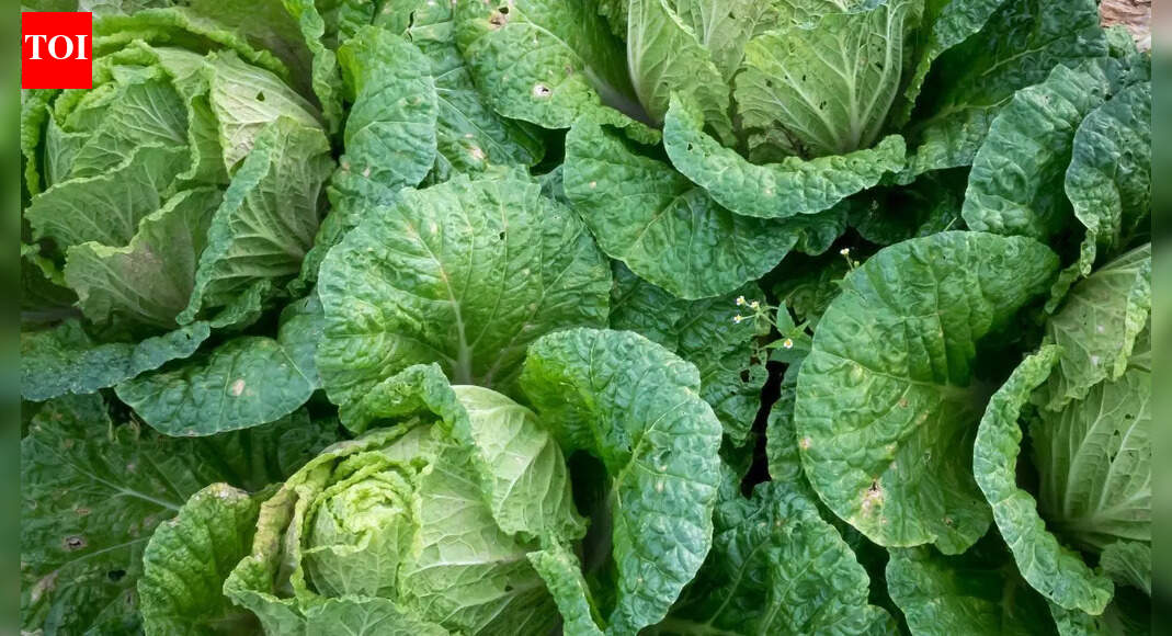 Bok choy health benefits: How this leafy vegetable may support heart disease, cancer, health, bone health and digestion