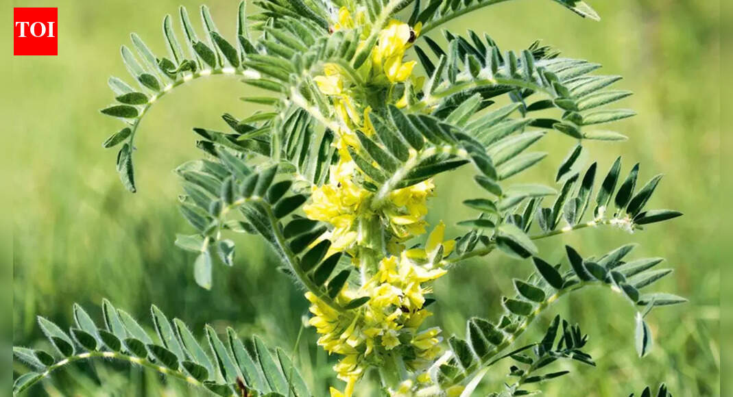 This Chinese herb may help protect kidney function: Understanding astragalus benefits, risks, and its role in chronic kidney disease