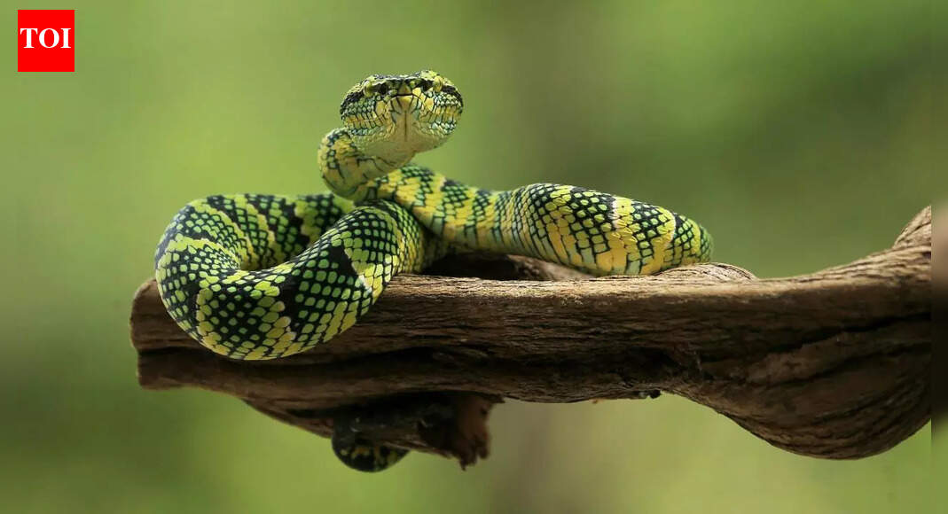 These landscaping features quietly attract snakes to your yard and garden