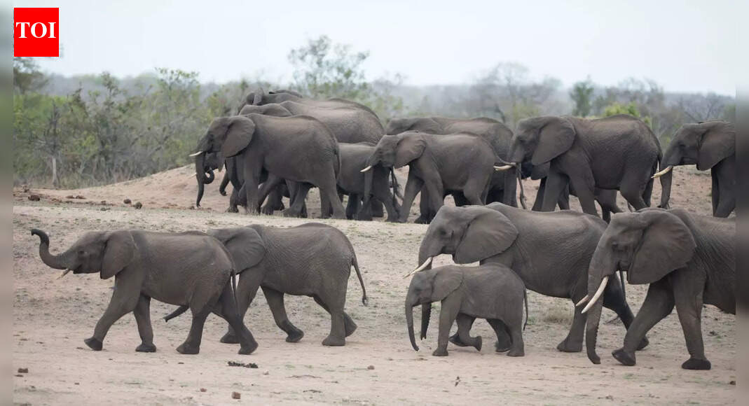 Jharkhand: Hit by arrows, jumbos retaliate; 6 killed as victims unaware of herd in dense fog