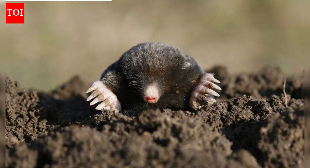 Daily mistakes that could be attracting moles to your gardens and lawns