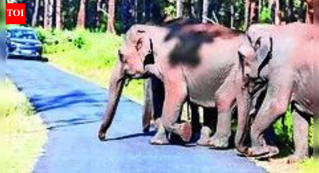 Court will always lean towards animals who suffer silently: SC