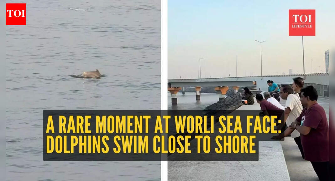 Viral! A rare moment at Worli Sea Face: Dolphins swim close to shore