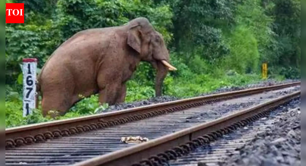 Assam train accident: Seven elephants killed as Rajdhani Express derails; passengers safe, services diverted