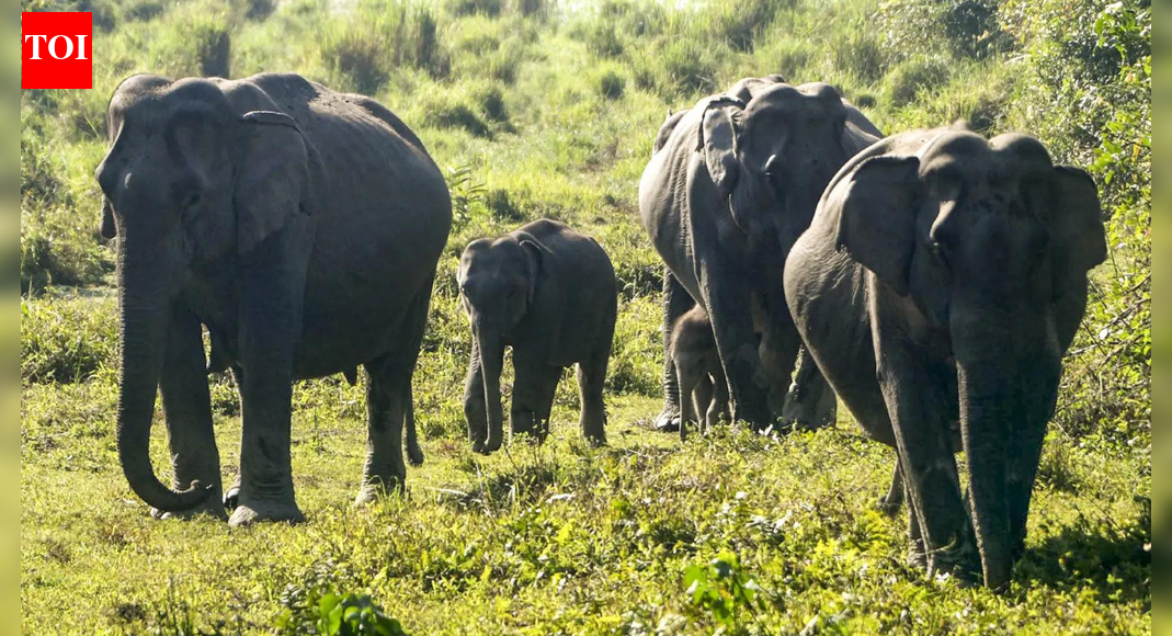 Benefit must go to animals not commercial ventures: SC