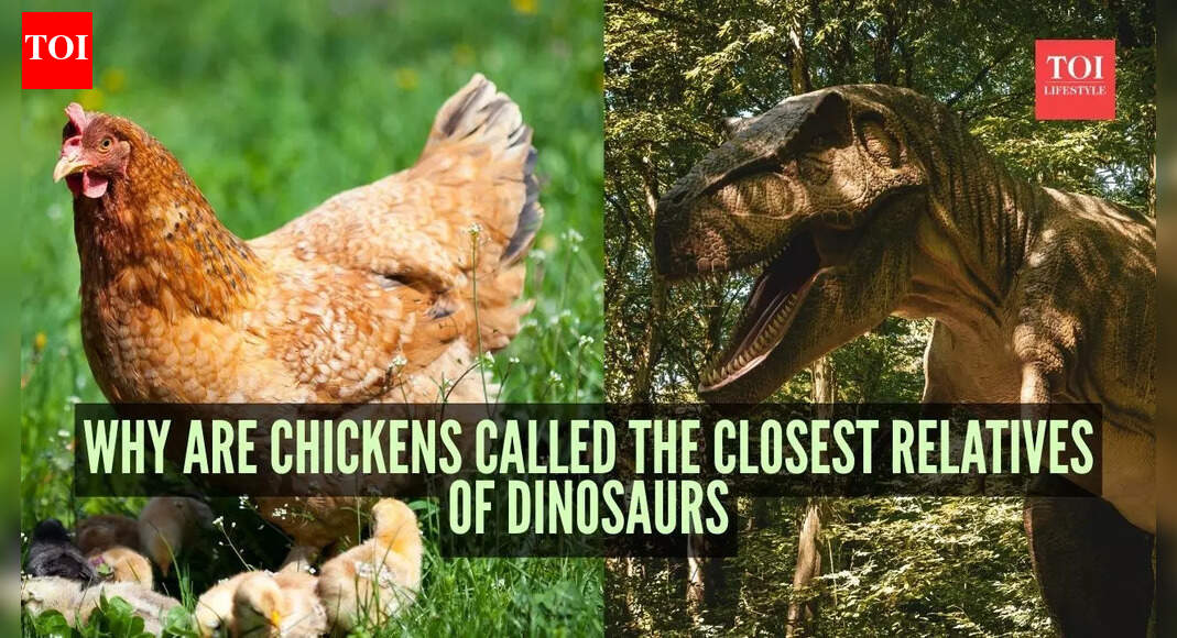 Why are chickens called the closest relatives of dinosaurs