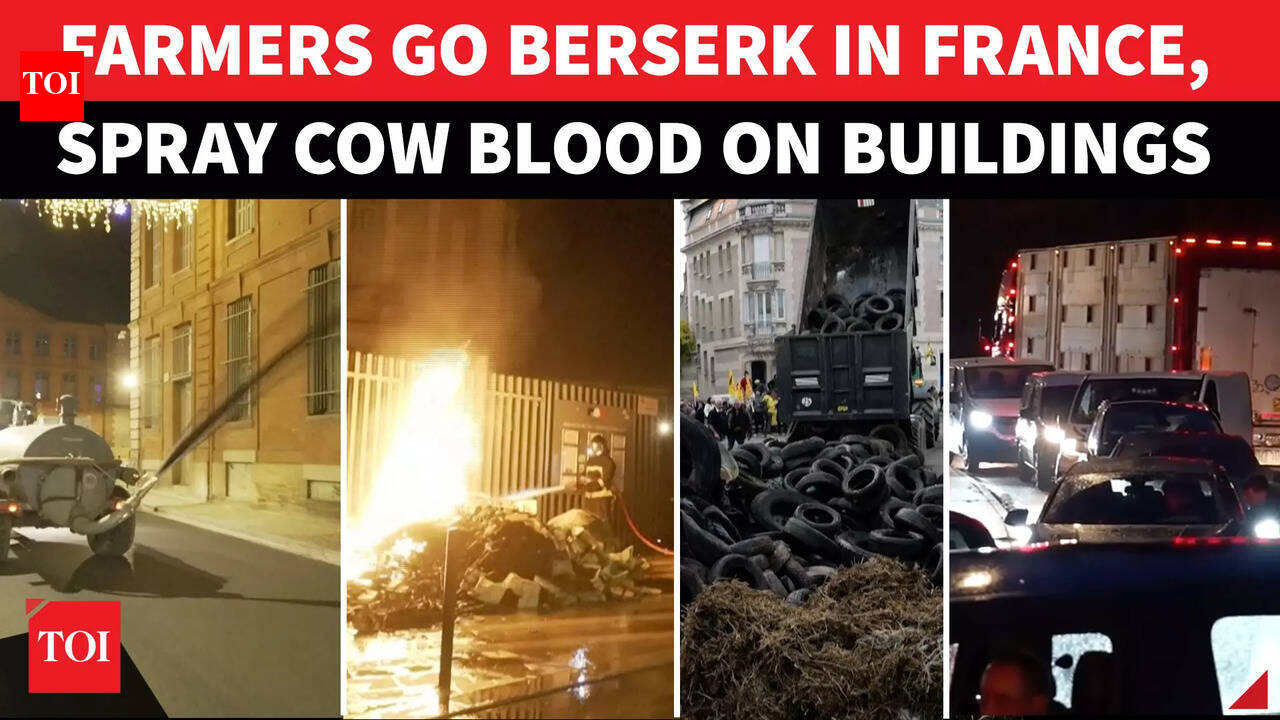 Angry French Farmers Protest Cattle Culls & EU-Mercosur Deal, Disrupt ...