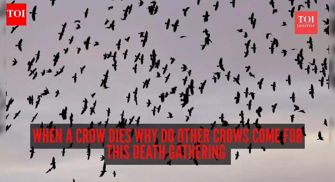 Crow funeral: When a crow dies why do other crows come for this death gathering? Science reveals unbelievable facts