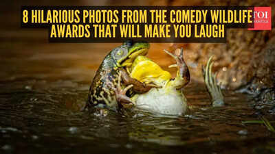 8 hilarious photos from the Comedy Wildlife Awards that will make you laugh
