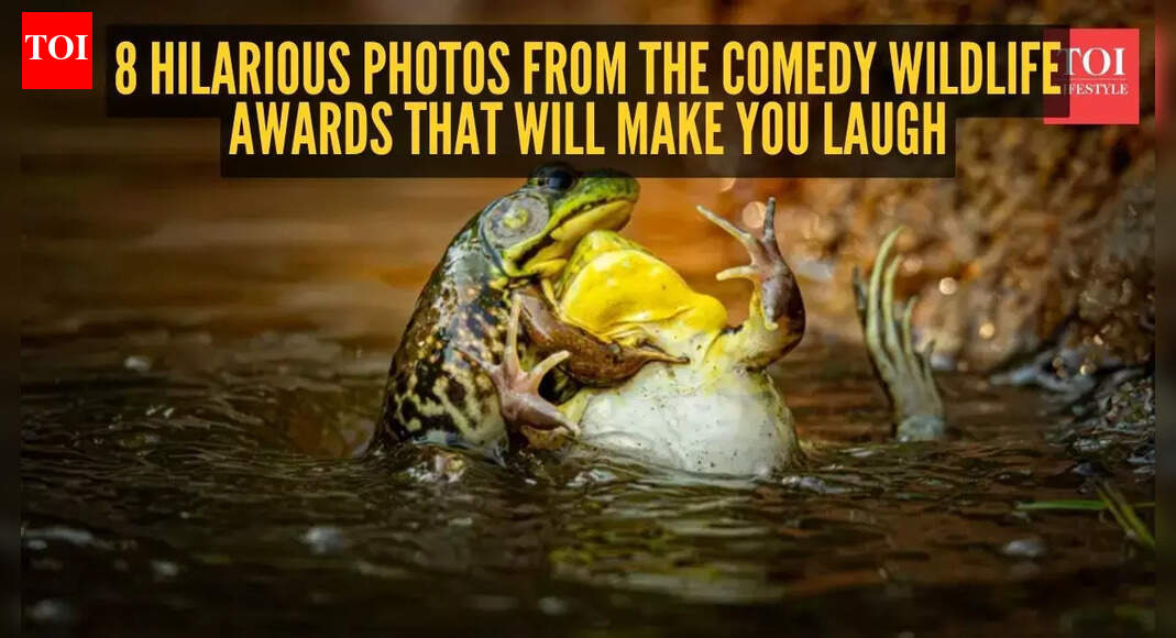 8 hilarious photos from the Comedy Wildlife Awards that will make you laugh