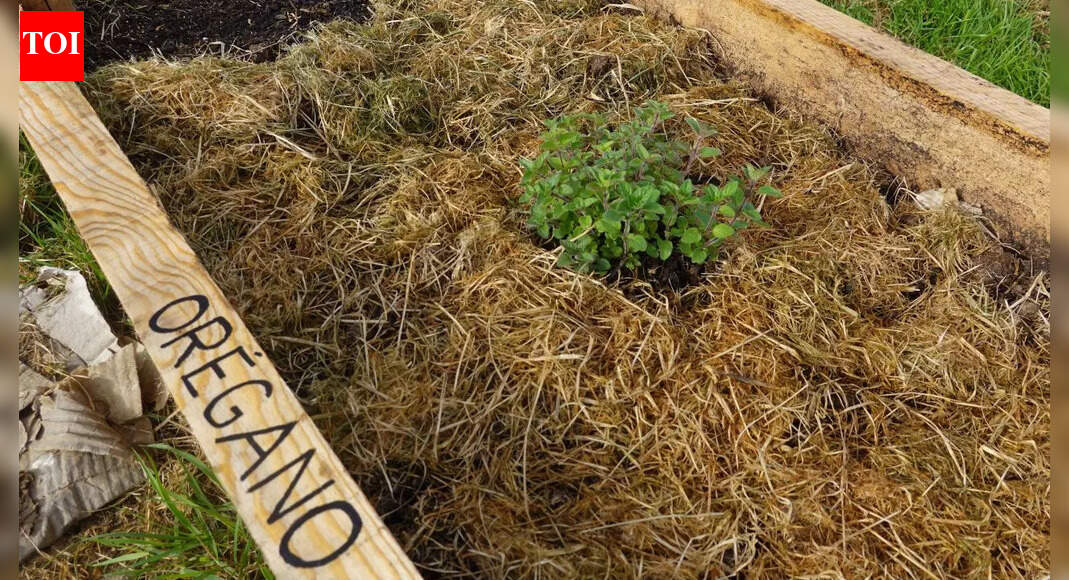 How to grow oregano at home from seed: An easy, sun-loving herb with big flavour and garden benefits