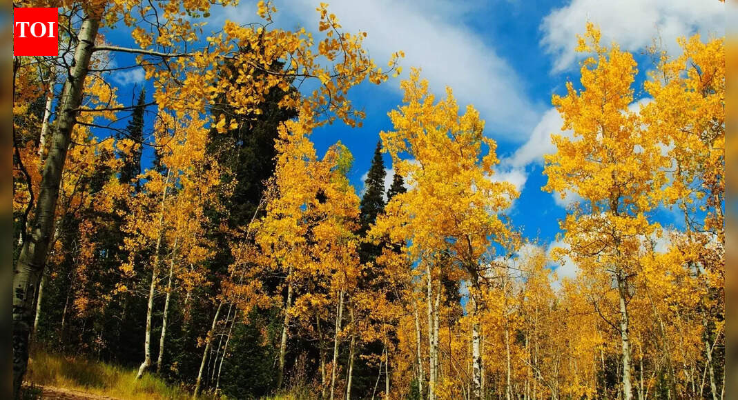 A 106 acres 'forest' that is actually a single tree; can you take a guess?
