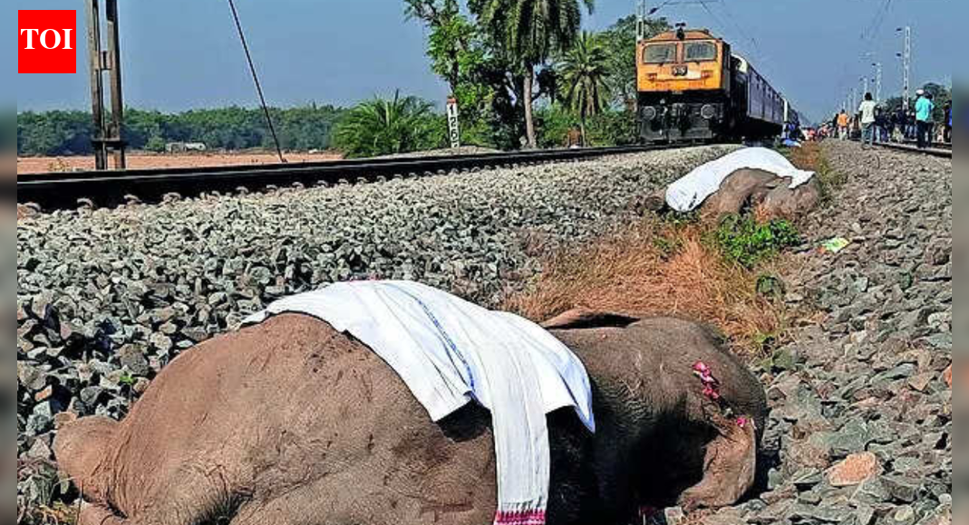 Assam train tragedy: 'AI warning system could have stopped jumbo deaths'; Rajdhani Express kills 7 elephants