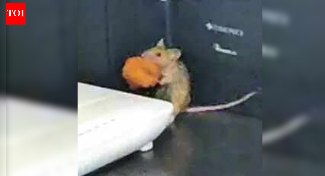 Madhya Pradesh HIV horror: Amid probe, Satna hospital under lens over rodent clip; pest control ordered