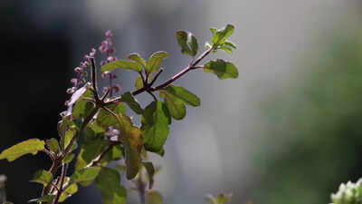 7 care tips for Tulsi plant in winter