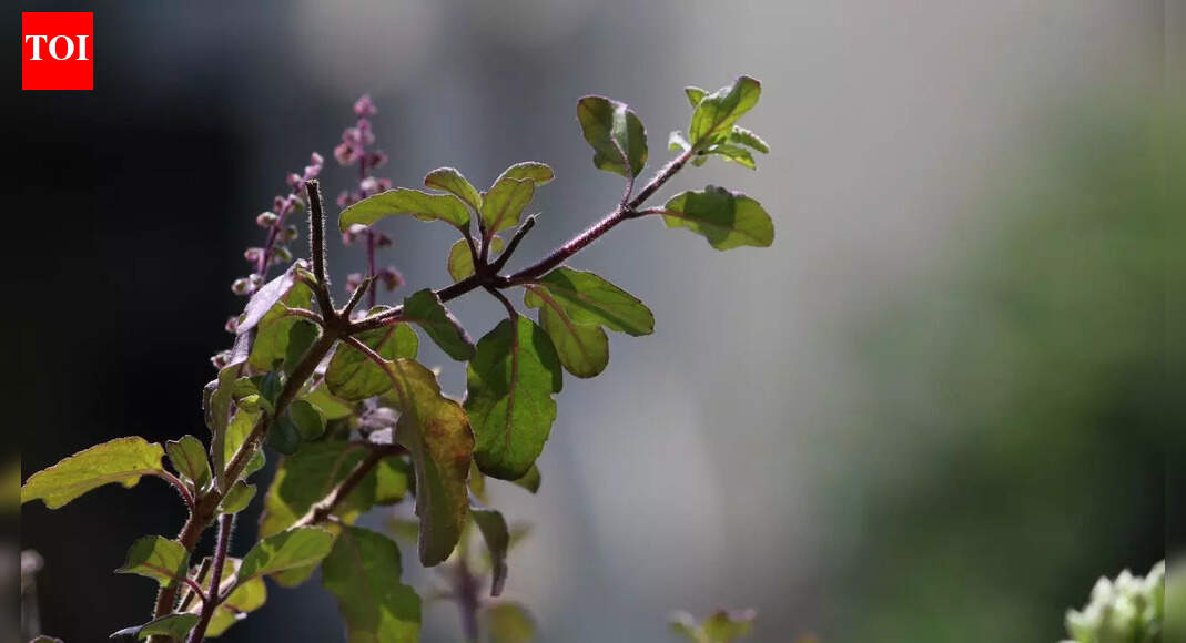 7 care tips for Tulsi plant in winter