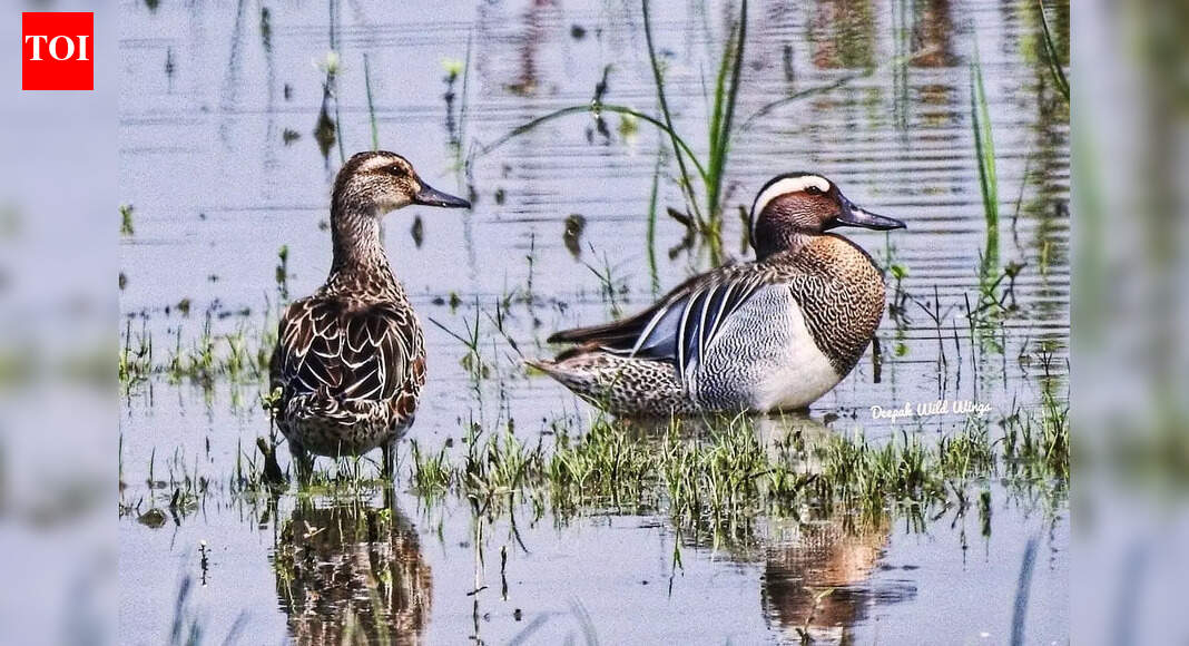 Ghatora Wetland in Bhagalpur emerges as strong contender for Ramsar Site status