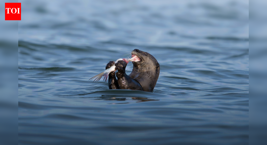 Tamil Nadu Launches Smooth-Coated Otter Conservation Initiative in Cauvery Delta