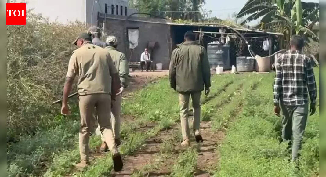 5-year-old boy killed in leopard attack in Amreli