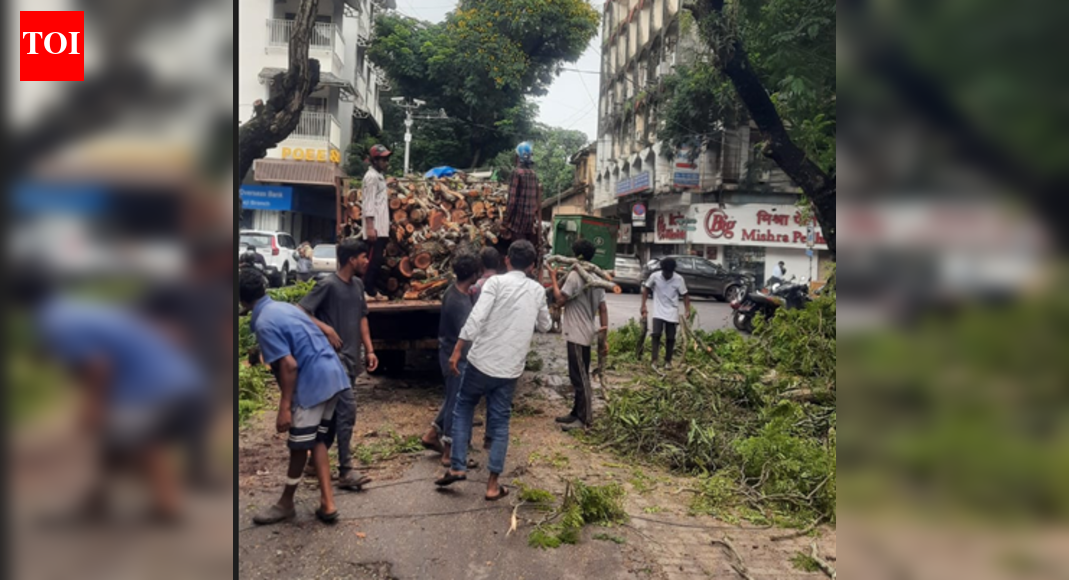 Panaji residents upset as historic trees axed