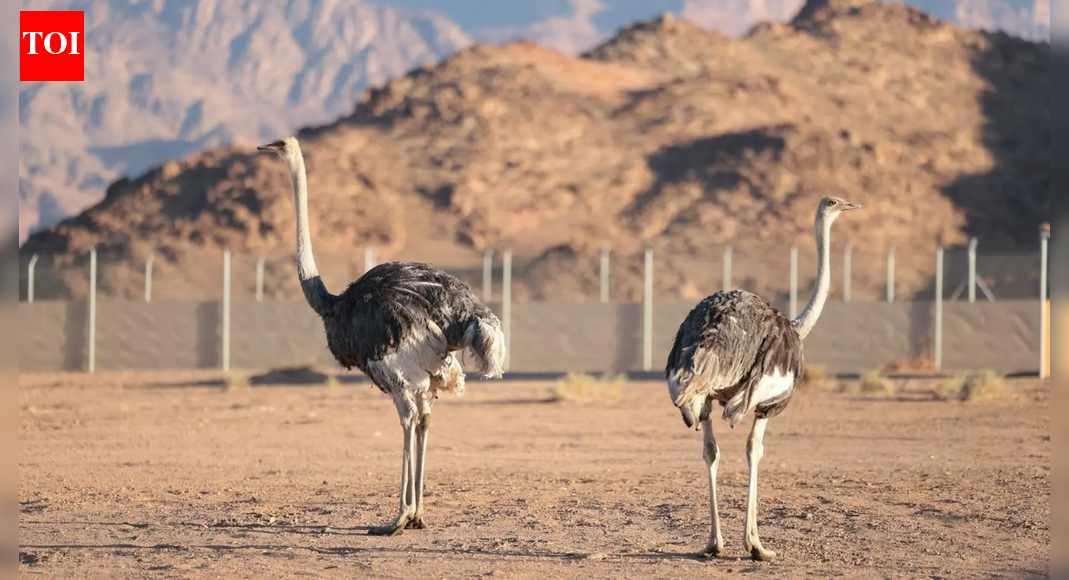 ‘Camel Bird’ Ostriches return after 100 years in Saudi Arabia