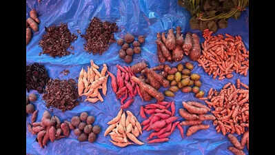 Traditional tubers of Kunbi tribals on display at Joida
