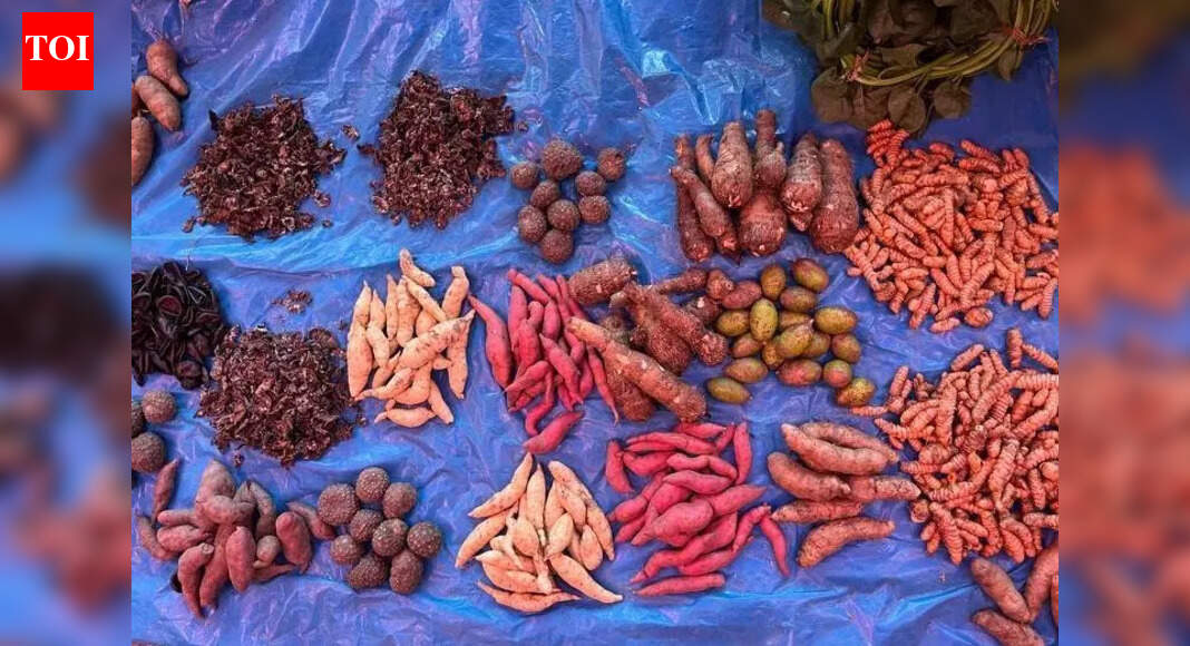Traditional tubers of Kunbi tribals on display at Joida