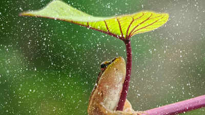 Curiosity Corner: When it rains, where does the water come from?