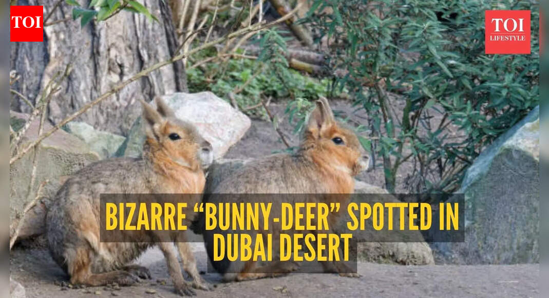 "Bunny deer dog?” Woman spots 3 large bizarre creatures in Dubai; video sparks confusion but social media has the answer