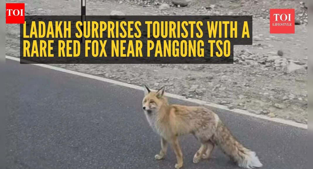 Watch: Ladakh surprises tourists with a rare red fox near Pangong Tso