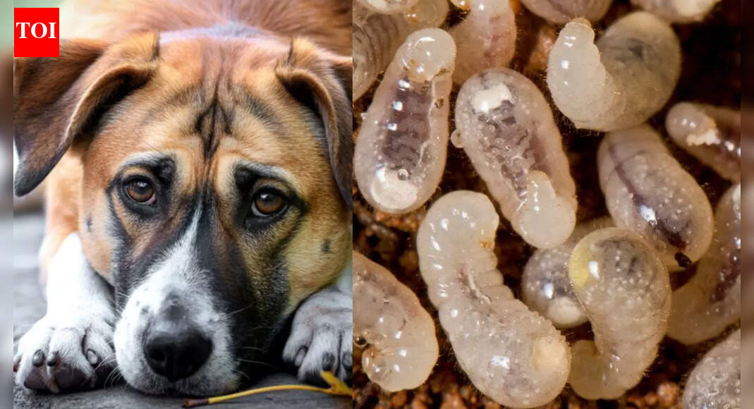 What are mango worms: Can you or your dog get these nightmarish parasites?