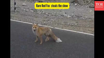 This rare Himalayan animal walked up to tourists at Pangong Lake in Ladakh; why the sighting is so special