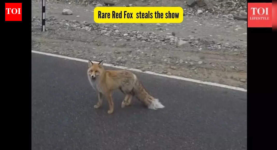 This rare Himalayan animal walked up to tourists at Pangong Lake in Ladakh; why the sighting is so special