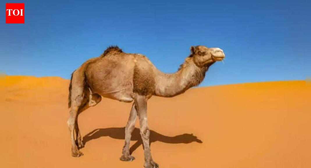 Curiosity Corner: How do camels live without much water?